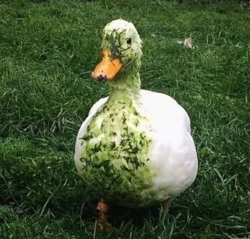 Эмодзи Animali