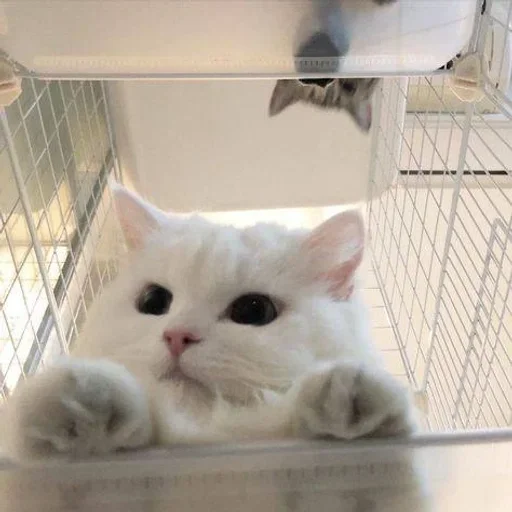 Эмодзи white 3