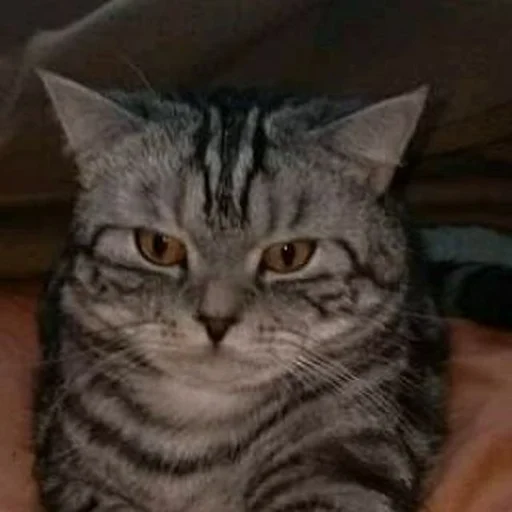 Эмодзи sweet pussy