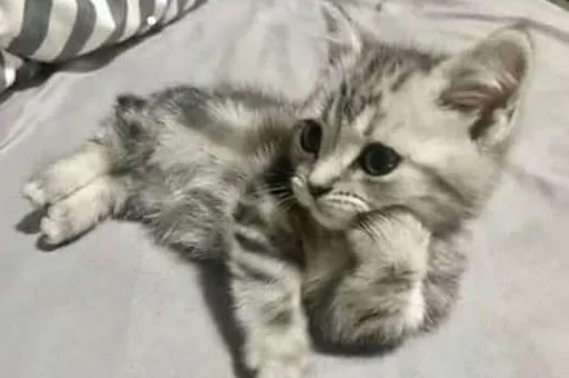 Эмодзи sweet pussy