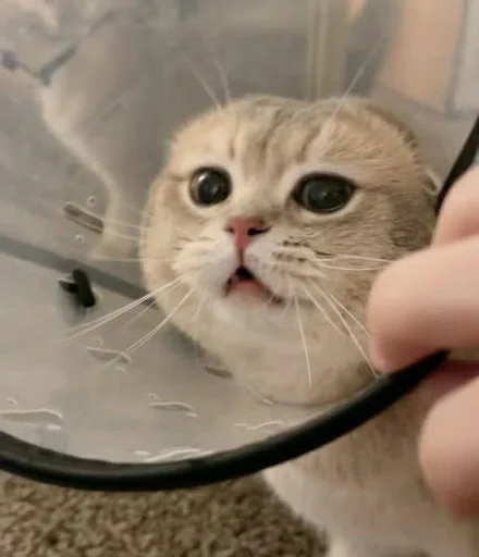 Эмодзи sweet pussy