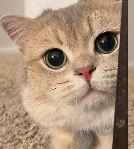 Эмодзи sweet pussy