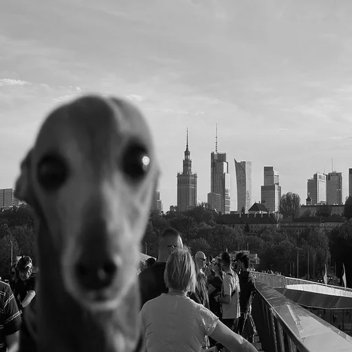 Эмодзи Котики