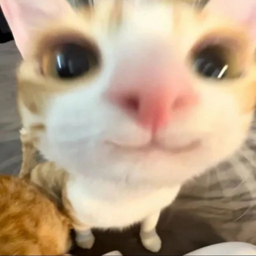 Эмодзи Котики