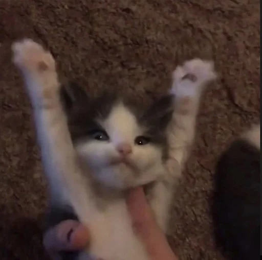 Эмодзи коты флока