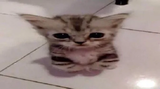 Эмодзи коты флока