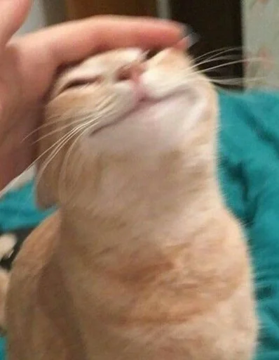 Эмодзи коты флока