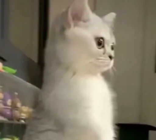 Эмодзи коты флока