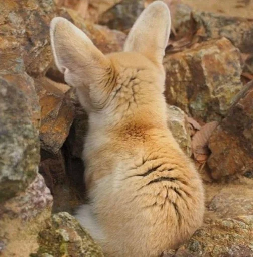 Эмодзи Лисички