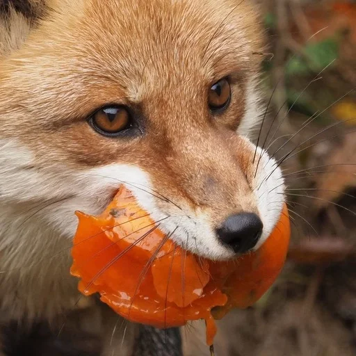 Эмодзи Лисички