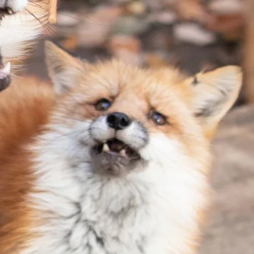 Эмодзи Лисички