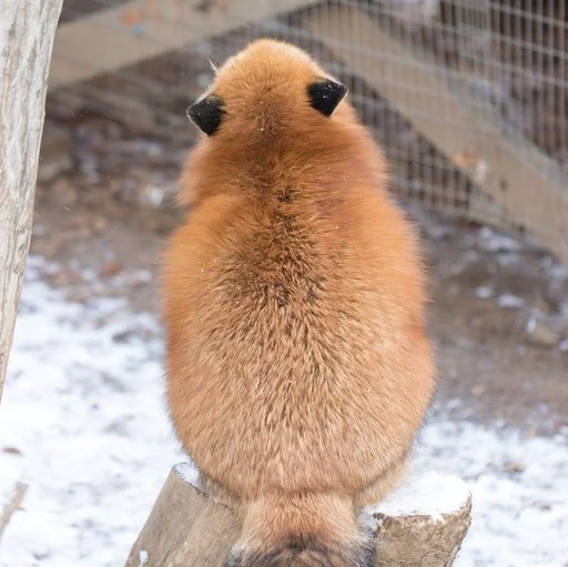 Эмодзи Лисички