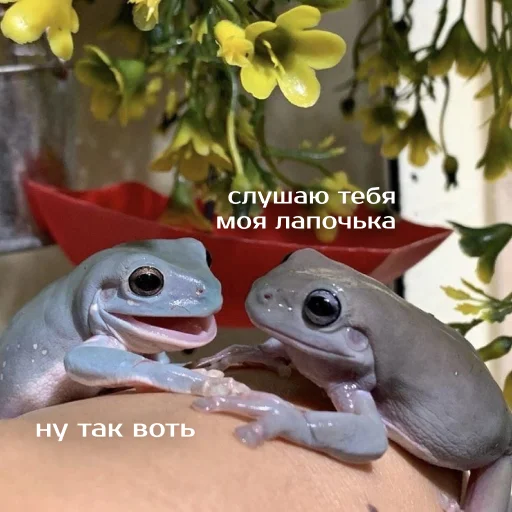 Эмодзи Легущьки «Горящей избы» 🐸🔥
