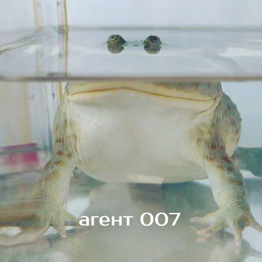 Эмодзи Легущьки «Горящей избы» 🐸🔥