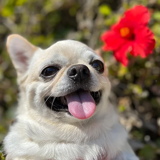 Эмодзи Джеки Чан