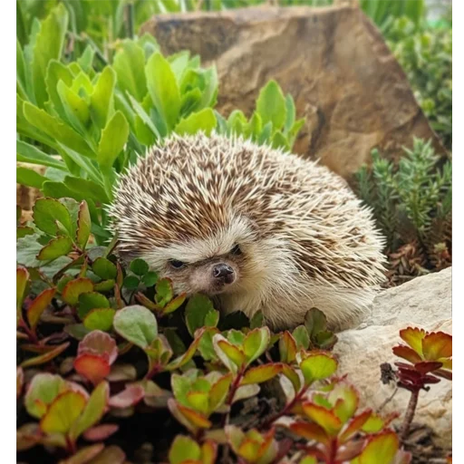 Эмодзи Jane's Hedgehogs