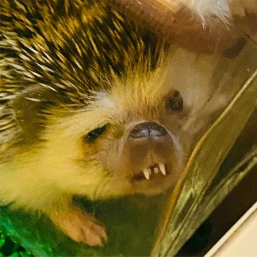 Эмодзи Jane's Hedgehogs