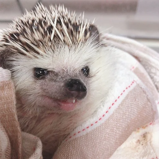 Эмодзи Jane's Hedgehogs