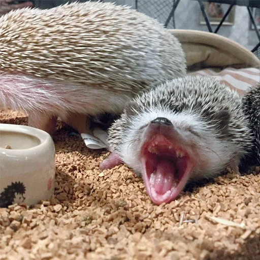 Эмодзи Jane's Hedgehogs