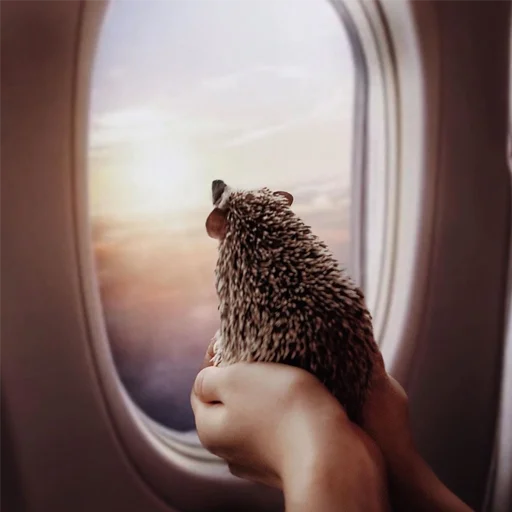 Эмодзи Jane's Hedgehogs