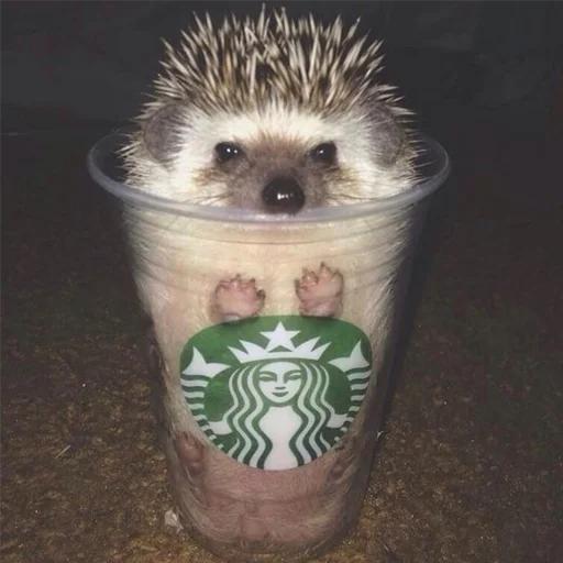 Эмодзи Jane's Hedgehogs