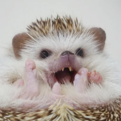 Эмодзи Jane's Hedgehogs