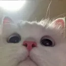 Эмодзи ᴅ̶ᴇ̶ᴘ̶ᴜ̶ᴛ̶ʏ̶ ̶ᴛ̶ᴇ̶ʟ̶ᴇ̶ɢ̶ʀ̶ᴀ̶ᴍ̶