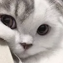 Эмодзи ᴅ̶ᴇ̶ᴘ̶ᴜ̶ᴛ̶ʏ̶ ̶ᴛ̶ᴇ̶ʟ̶ᴇ̶ɢ̶ʀ̶ᴀ̶ᴍ̶