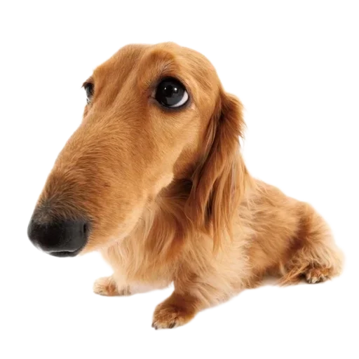 Эмодзи Dogs