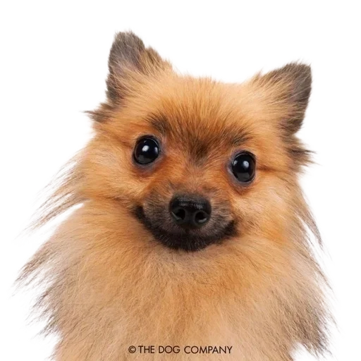 Эмодзи Dogs