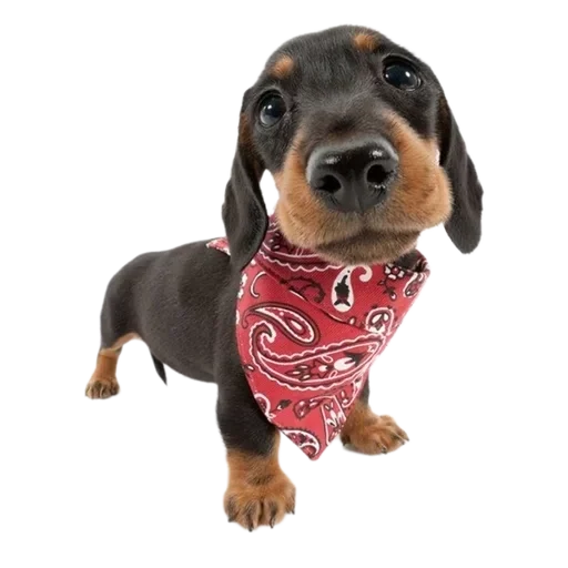 Эмодзи Dogs
