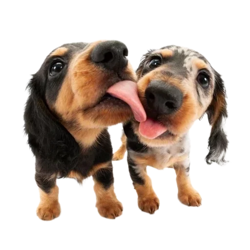 Эмодзи Dogs