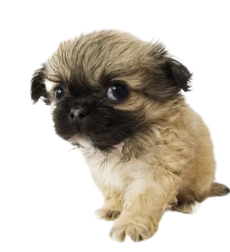 Эмодзи Dogs