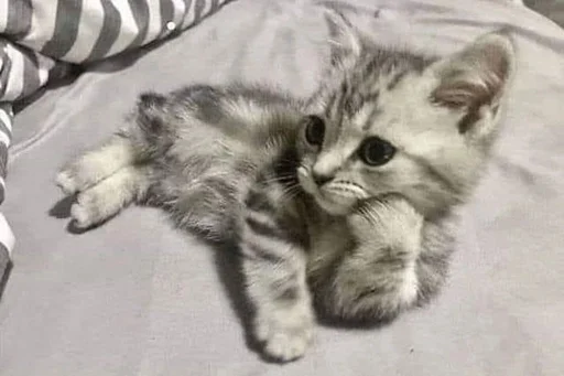 Эмодзи котики