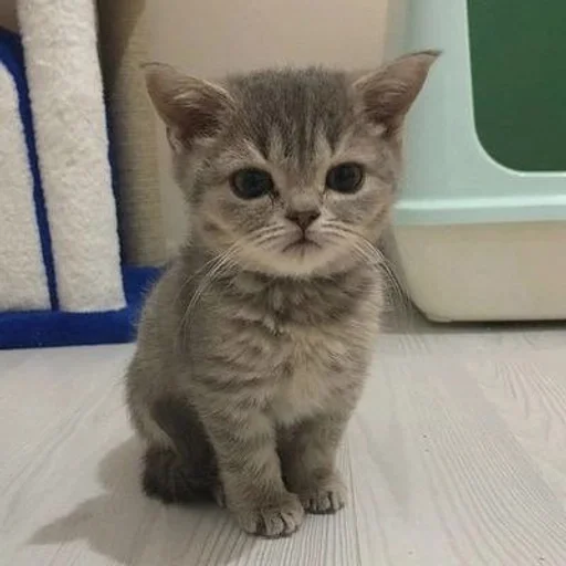 Эмодзи котики