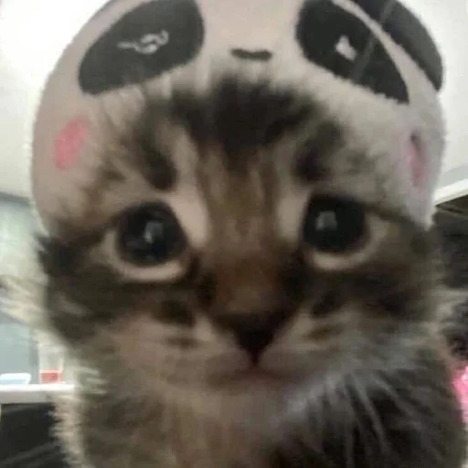 Эмодзи котики