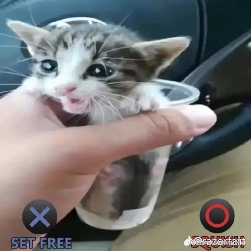 Эмодзи котики