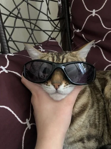 Эмодзи котики
