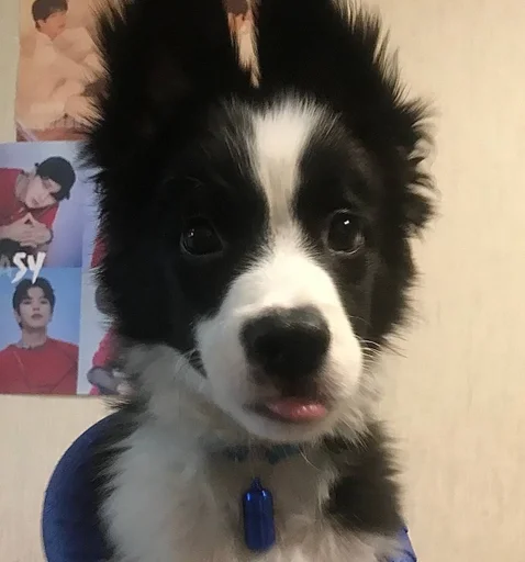 Эмодзи каору