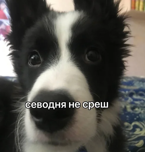 Эмодзи каору