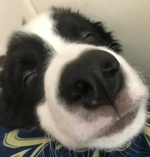 Эмодзи каору