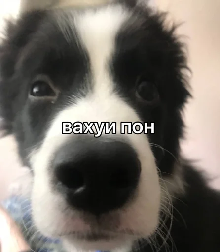 Эмодзи каору