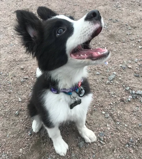 Эмодзи каору