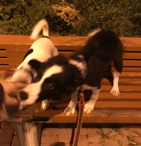 Эмодзи каору