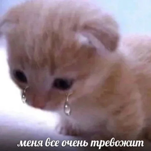 Эмодзи котёнок няша