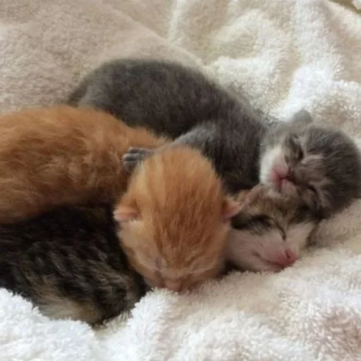 Эмодзи котёнок няша
