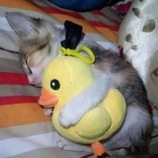 Эмодзи котёнок няша