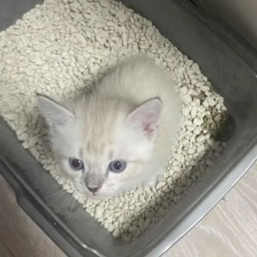 Эмодзи котёнок няша