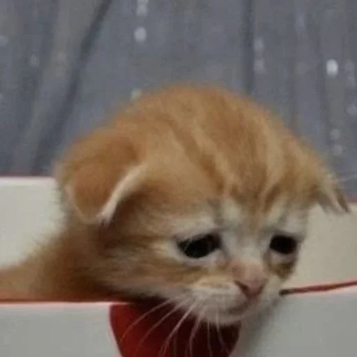 Эмодзи котёнок няша