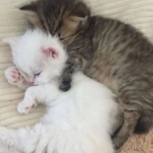Эмодзи котёнок няша